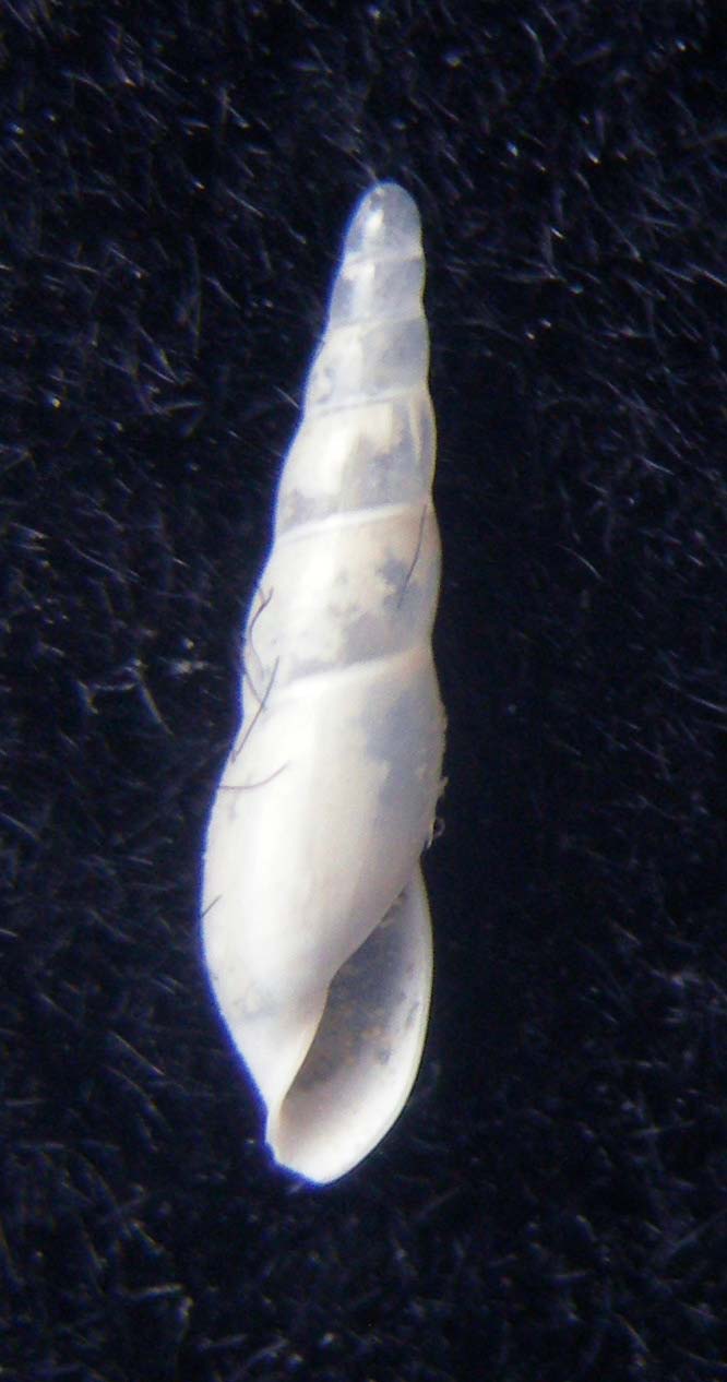 haliella stenostoma